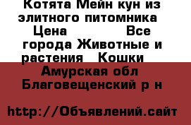 Котята Мейн-кун из элитного питомника › Цена ­ 20 000 - Все города Животные и растения » Кошки   . Амурская обл.,Благовещенский р-н